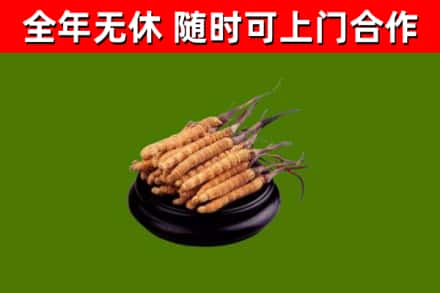 长春烟酒回收冬虫夏草.jpg